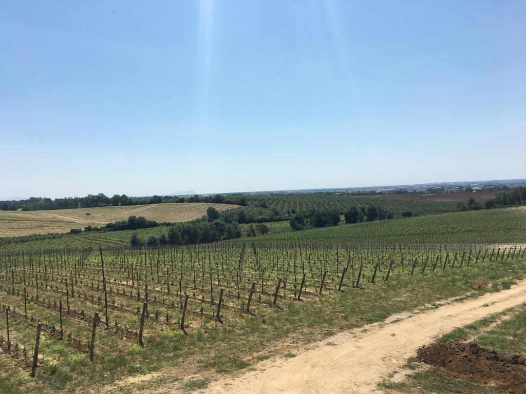 Il Casale Degli Ulivi - Agriturismo - Tenimenti Leone Lanuvio Екстериор снимка