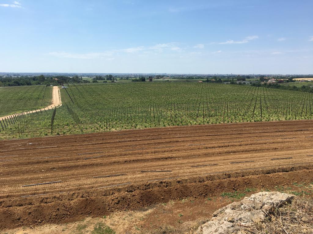 Il Casale Degli Ulivi - Agriturismo - Tenimenti Leone Lanuvio Екстериор снимка