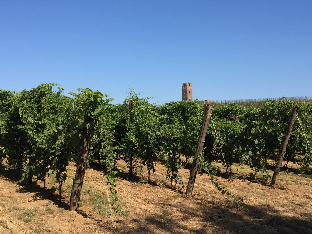 Il Casale Degli Ulivi - Agriturismo - Tenimenti Leone Lanuvio Екстериор снимка